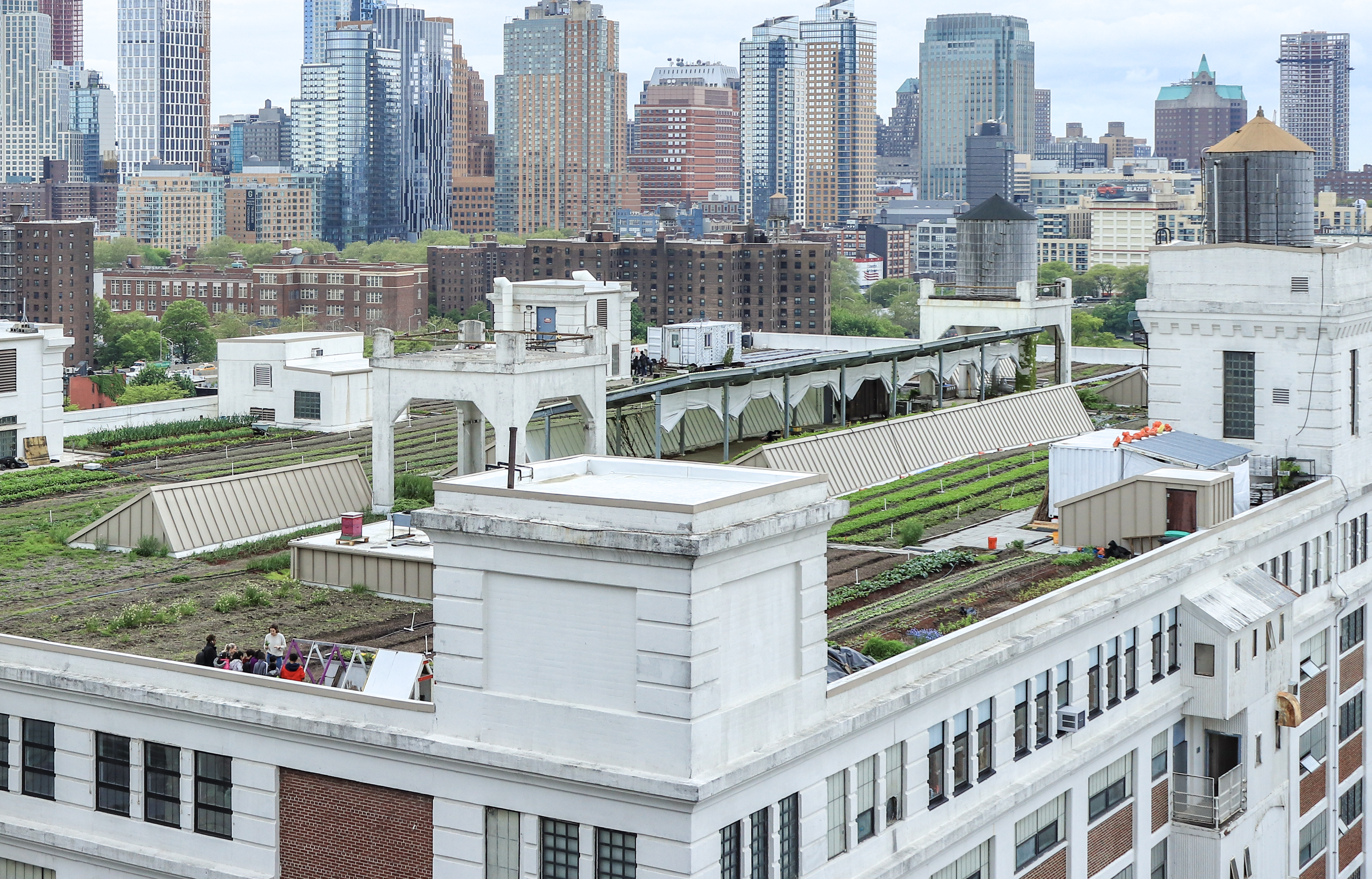 Pointers before installing a green roof 1