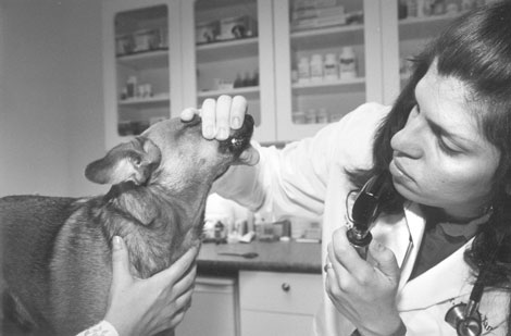 Village veterinarian