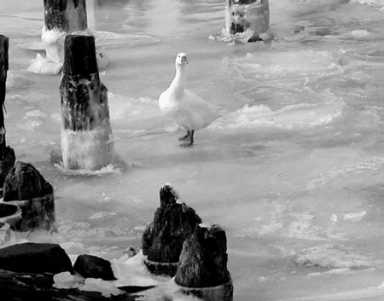 goose-2004-03-23_z