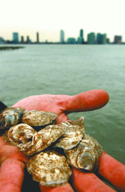 oyster pearl
