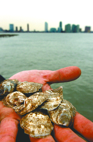 oyster pearl