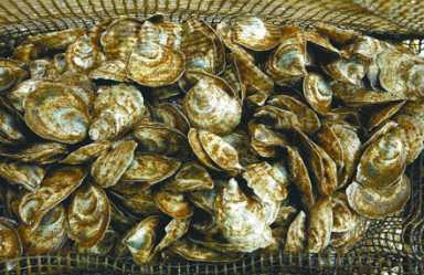 oysters-2004-03-20_z