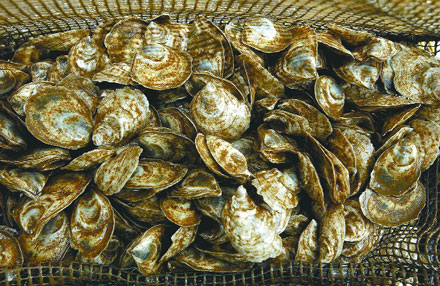 oysters-2004-03-20_z