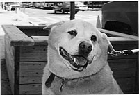 dog named Dudley dies