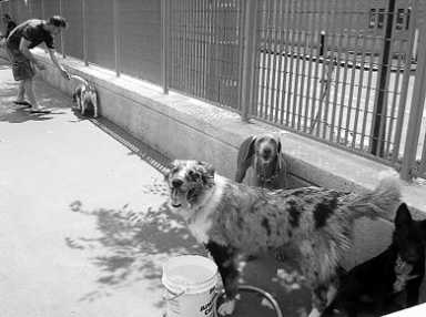 dog-2004-07-20_z
