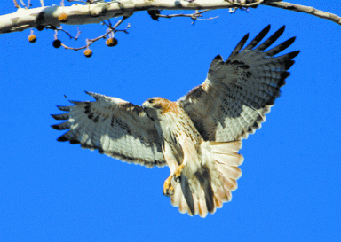 hawk-2005-02-08_z