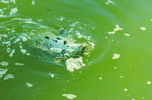 seal-2005-03-03_z