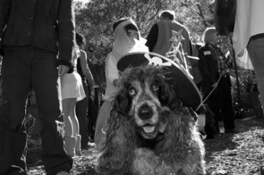 dog8-2005-11-15_z