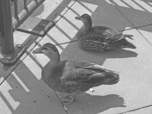 geese-2006-05-25_z