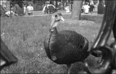 turkey-2007-06-12_z