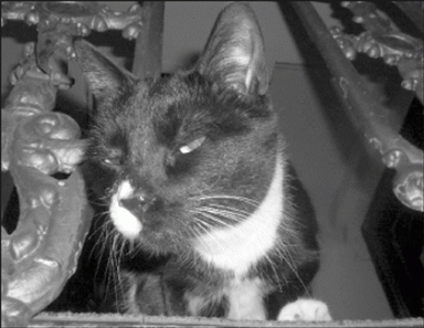 pets-2007-08-25_z