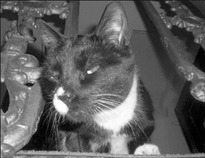 pets-2007-08-25_z