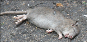 rat-2007-08-03_z