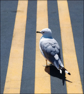 bird-2008-09-04_z