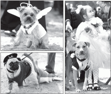 doggies-2008-11-06_z