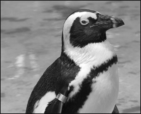peng-2009-01-19_z