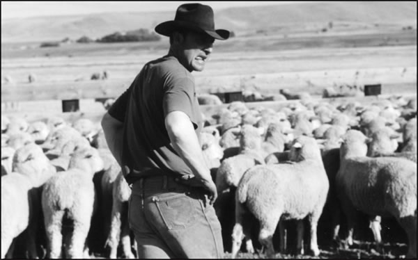 sheep-2009-01-19_z