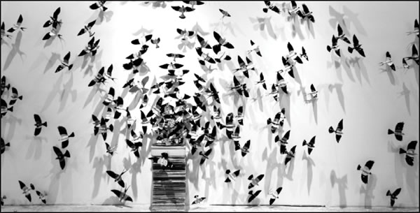 birds-2009-02-09_z