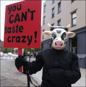 mooocow-2009-06-01_z