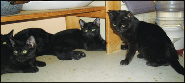 blackkitties-2009-10-01_z