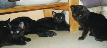 cats-2009-11-26_z