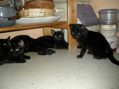 kittki-2009-11-19_z