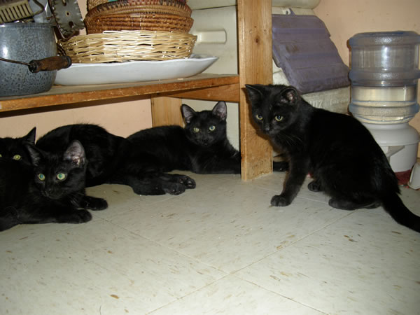 kittki-2009-11-19_z