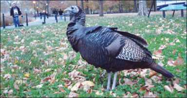 turnkey-2009-11-26_z