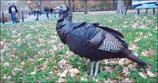 turnkey-2009-11-26_z