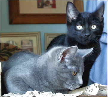 Kittens looking for homes 1 catts-2010-01-28_z