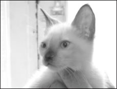 pussys-2010-07-28_z