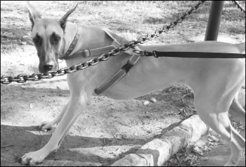 bowow-2010-10-19_z