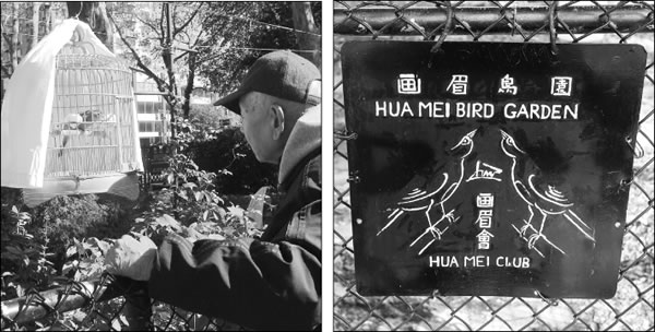 ‘Hua Mei Idol’: Songbirds wow the crowd in S.D.R. 1 huamei-2010-10-27_z