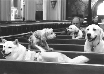 Pets paws for annual blessing 1 pawpew-2010-10-13_z