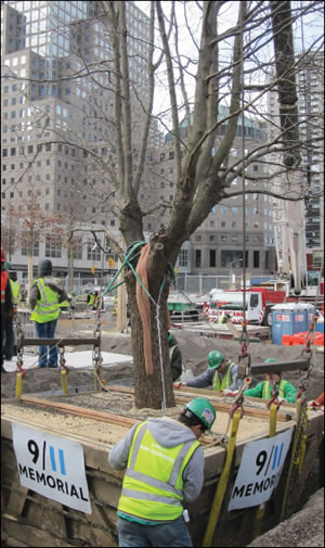 The 9/11 Survivor Tree