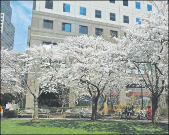 trees-2011-04-26_z