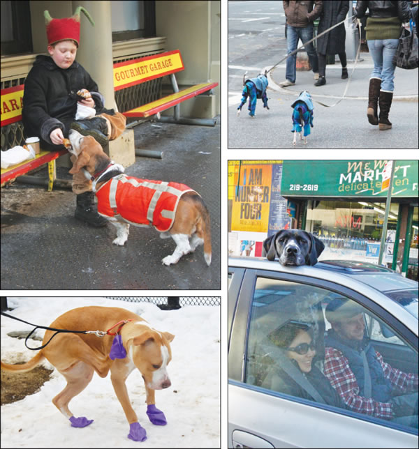 dogslife-2011-01-12_z
