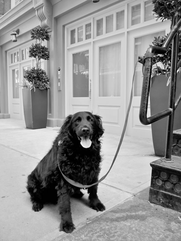 Scene 1 dog-2011-06-22_z