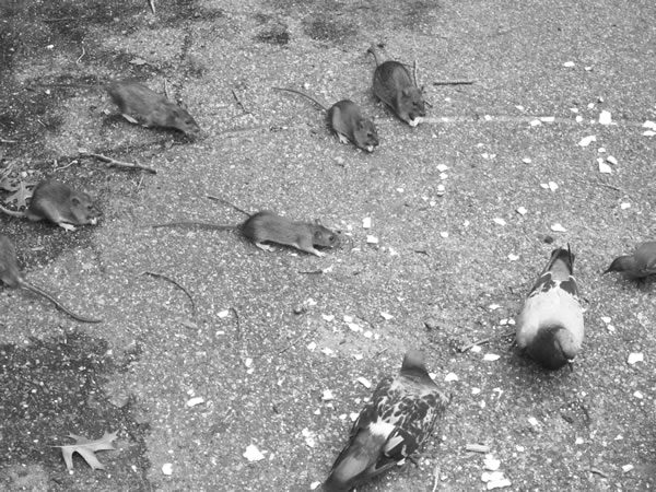 Get ready to rrrrrrrumble! 1 rats3-2011-09-07_z