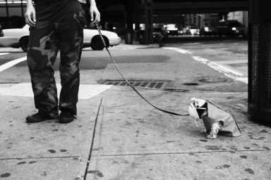 guantanamo-dog-seewatchlook-photo-by-michel-melamed-2