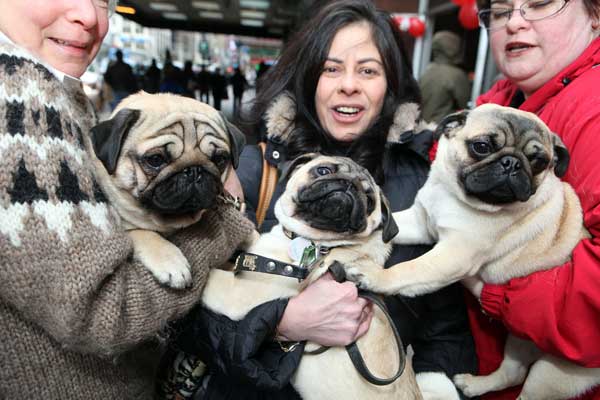 Hot diggity Westminster dogs! 4 Photos by Milo Hess