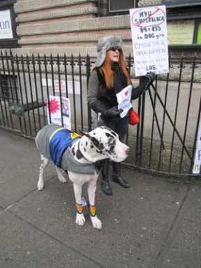nyu-dog-pic