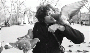 pigeons