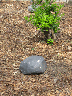 rat-rocks