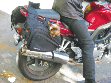 cycle-dog