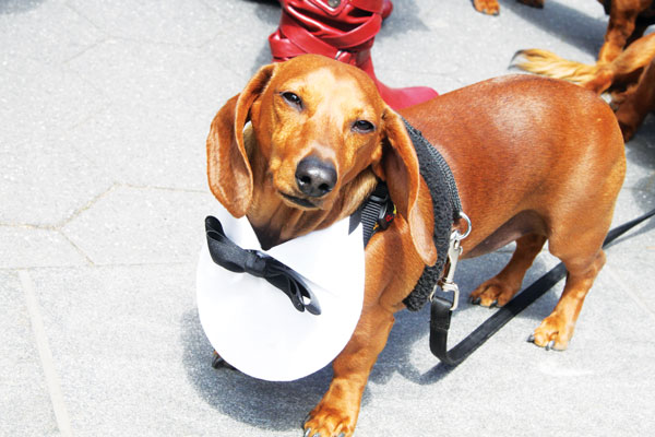dachs-1