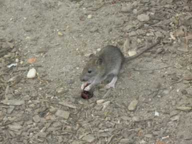 Rat