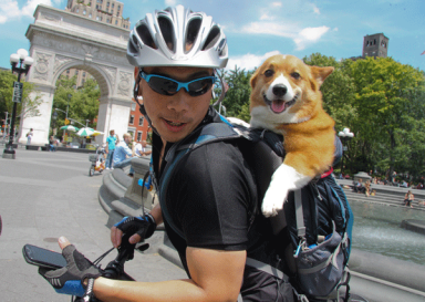 dog-on-wheels