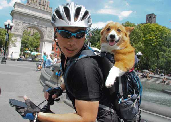 dog-on-wheels
