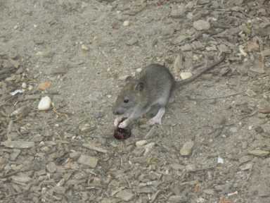PG-6-Rats-photo